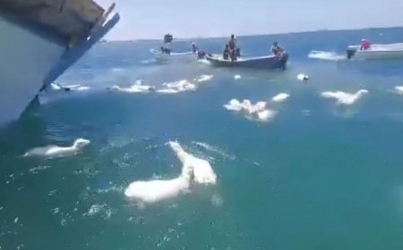 جنوح سفينة محملة بالأغنام قبالة سواحل لحج (فيديو)